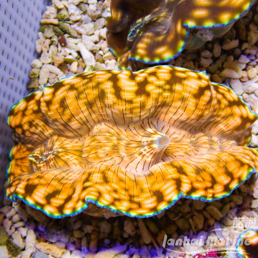 人工无鳞砗磲（南太贝）（滤水） 商品图1