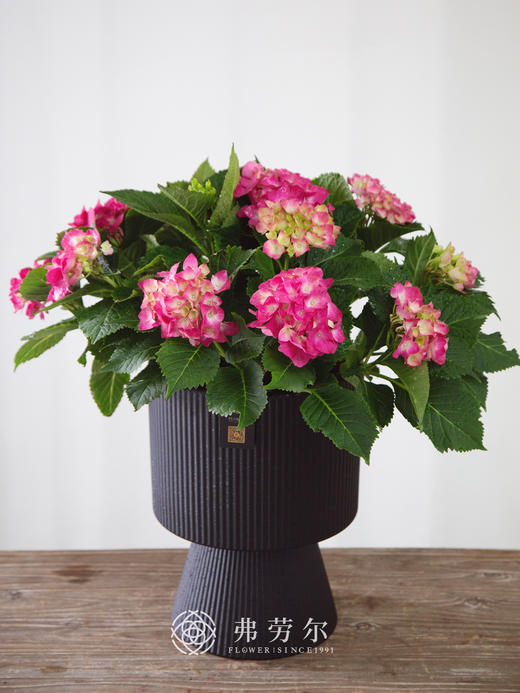 红女郎绣球花 商品图0