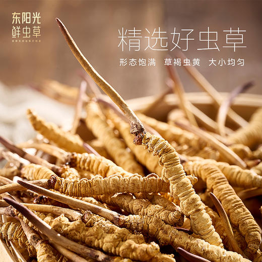【普通版】东阳光冬虫夏草 冻干鲜虫草20克 滋补礼盒 商品图2