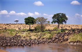 【肯尼亚】见证动物大迁徙11天摄影团（迁徙季）