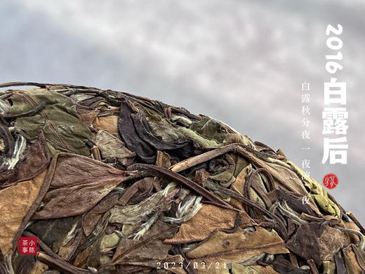 【会员重磅推荐】7年陈的老白茶《2016白露后》限量推出，枣香浓郁，香气惊艳！ 商品图3