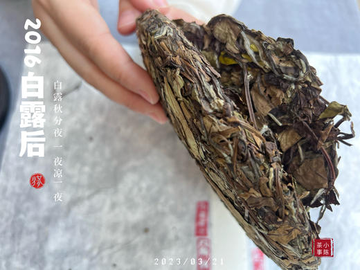 【会员重磅推荐】7年陈的老白茶《2016白露后》限量推出，枣香浓郁，香气惊艳！ 商品图6