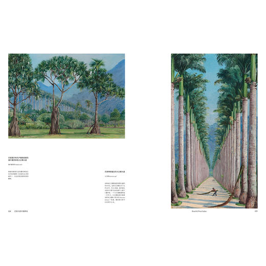 花朵与探险:玛丽安娜·诺斯的艺术世界 中国国家地理科学绘画插画植物画册书 商品图1