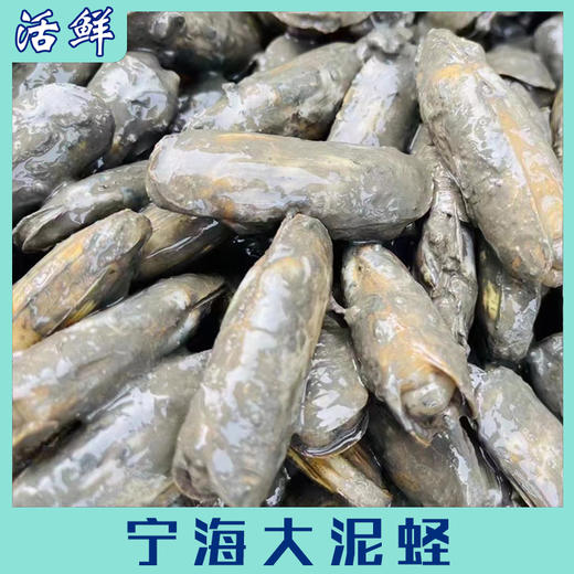 宁海大泥蛏【活鲜】 商品图1