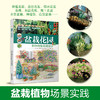 盆栽花园——阳台微型花境设计（庭要素） 商品缩略图2