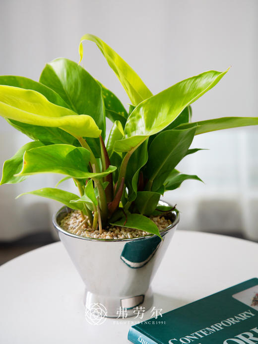 金帝王 商品图0