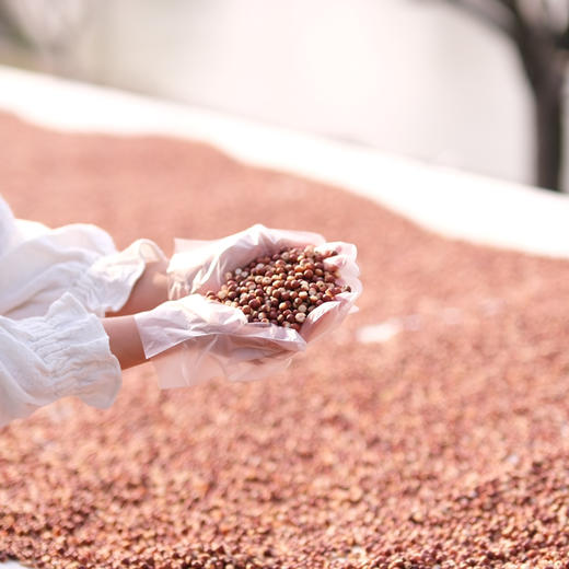 真正三蒸三晒祛湿茶，品一缕阳光的味道，简单平凡的祛湿茶 250g*2 瓶，赤小豆薏仁芡实祛湿茶 散发纯正食材的魅力 商品图4