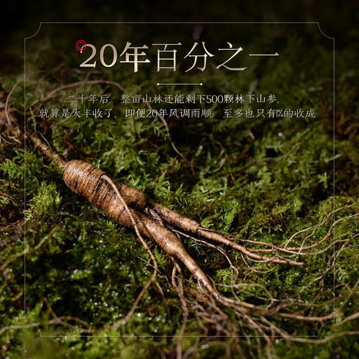 热销J【20参龄野山参开窗礼盒】长白山人参野山参权威证书送长辈礼品50g 商品图3
