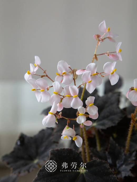 秋海棠 商品图0