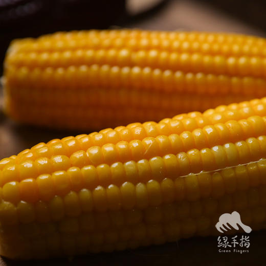 生态黄糯玉米 | 合作生产*Ecological Yellow waxy corn | Coproducted 商品图2