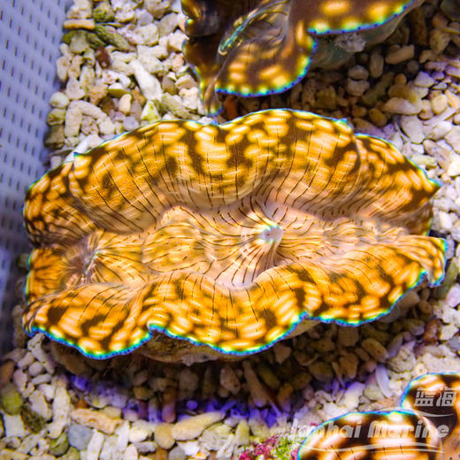 人工无鳞砗磲（南太贝）（滤水） 商品图2