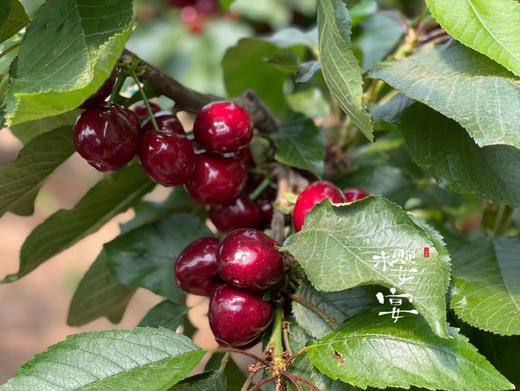 【现摘现发】当季2026大连树熟（美早）樱桃 新鲜 健康 多汁 顺丰空运 商品图1