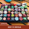 【应季好物】多肉植物24颗多肉不重复 商品缩略图0