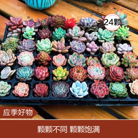 【应季好物】多肉植物24颗多肉不重复