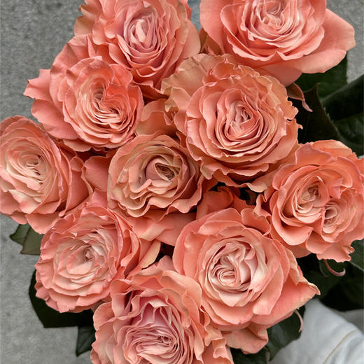 预定厄瓜多尔进口染色Pink ballet 粉红芭蕾玫瑰10支 商品图4