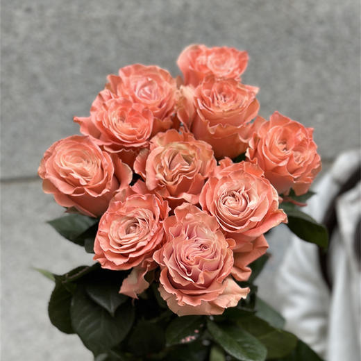 预定厄瓜多尔进口染色Pink ballet 粉红芭蕾玫瑰10支 商品图0