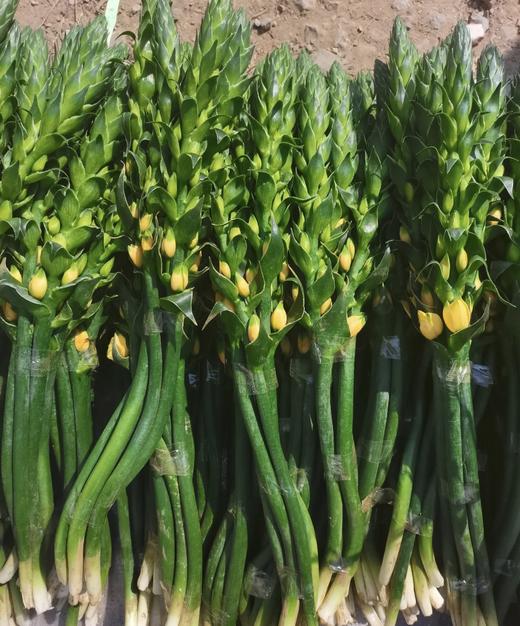 圣心百合  橙色   5枝/扎 商品图5