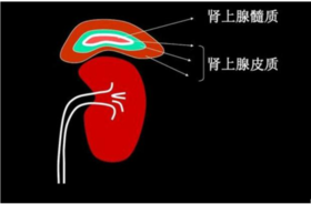 肾上腺疲劳，也影响生育？