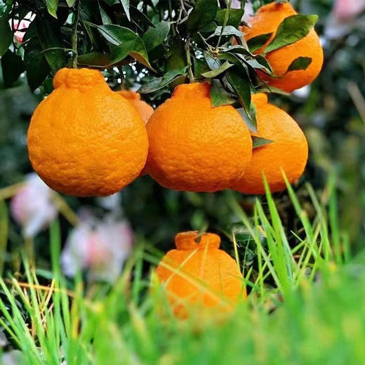 包邮【厂商直发】四川浦江有机不知火丑橘 中大果5斤/8斤 甜蜜多汁 商品图6