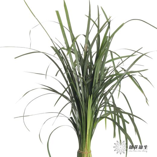 叶材 | 春兰叶（轻微烧尖，尖尖有受损此类情况不售后，介者慎拍） 商品图3