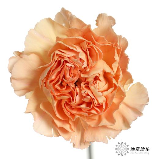 单头康乃馨 | 蒙娜丽莎 商品图2