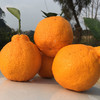 包邮【厂商直发】四川浦江有机不知火丑橘 中大果5斤/8斤 甜蜜多汁 商品缩略图2