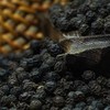 【农家匠心！海南黑胡椒粒】煲汤调味香料，纯正胡椒猪肚鸡全干料，不用晒不缩水不发霉，黑椒粉牛排调料黑胡椒胡椒碎健康好吃 商品缩略图4