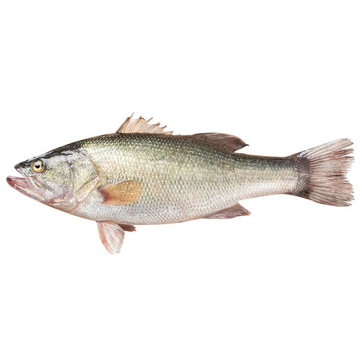 【十堰主城区包邮  次日发货】生鲜肉类 鲜活鲈鱼 商品图0