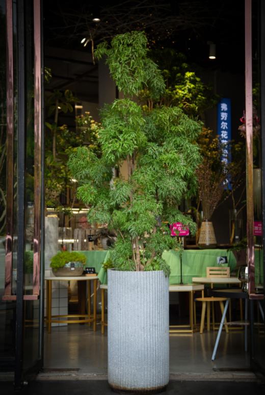 羽叶福禄桐 商品图0