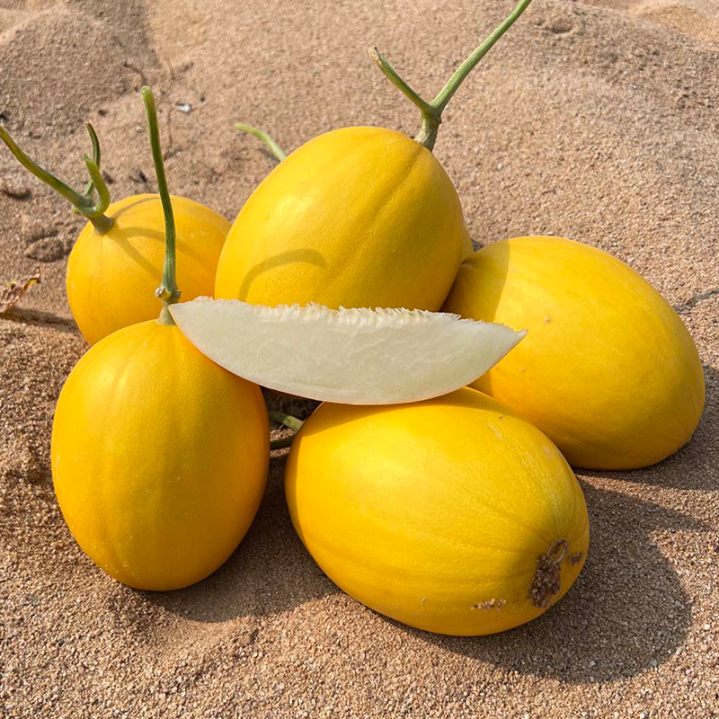 【海南黄金冰糖蜜瓜】黄金美人 · 肉如白玉 · 高甜多汁 · 脆软两吃