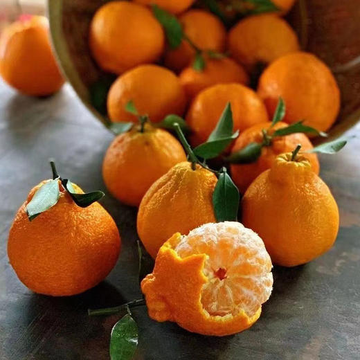 包邮【厂商直发】四川浦江有机不知火丑橘 中大果5斤/8斤 甜蜜多汁 商品图8