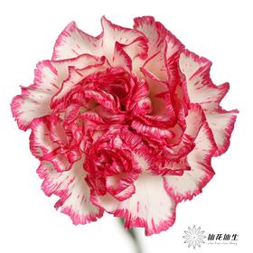 单头康乃馨 | 小白兔