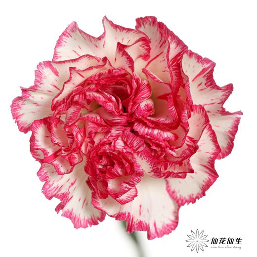单头康乃馨 | 小白兔 商品图0