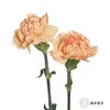 单头康乃馨 | 蒙娜丽莎 商品缩略图1