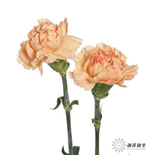 单头康乃馨 | 蒙娜丽莎 商品图1