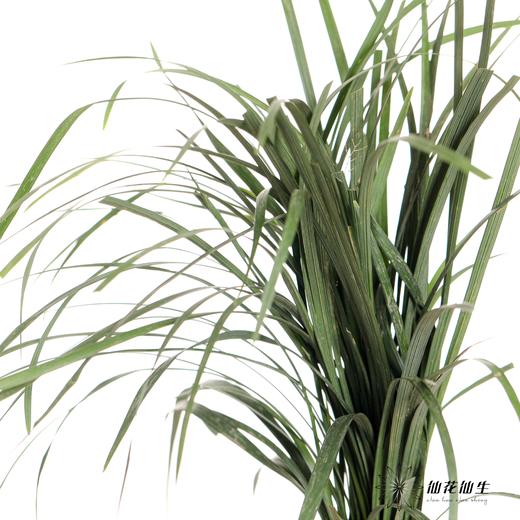 叶材 | 春兰叶（轻微烧尖，尖尖有受损此类情况不售后，介者慎拍） 商品图2