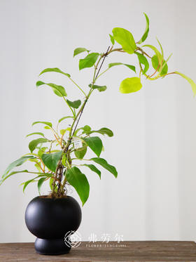 黑球盆-金锄蔓绿绒