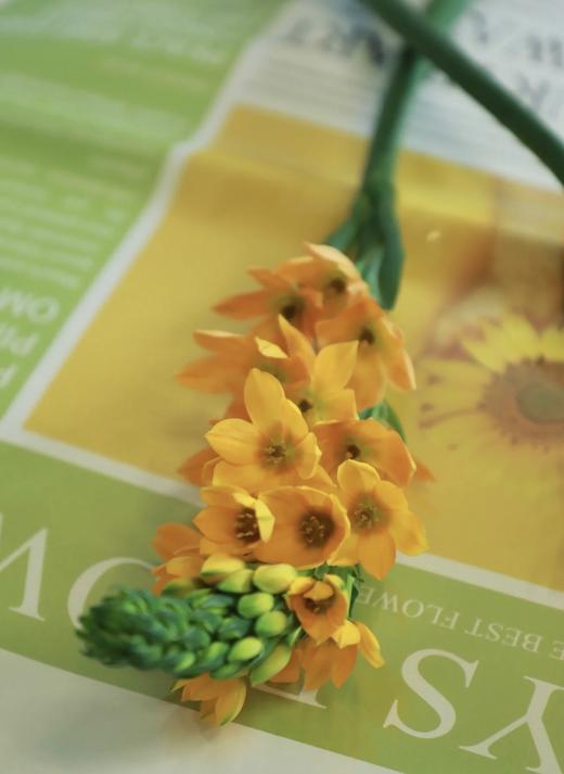 圣心百合  橙色   5枝/扎 商品图1