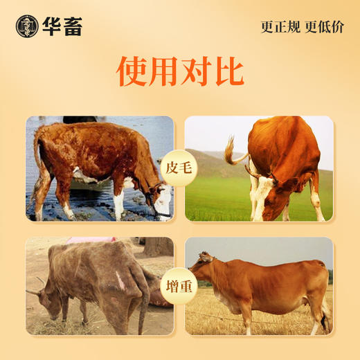 华畜瘤胃宝健胃开胃动力牛羊胀气反刍过料催肥增重开胃饲料添加剂 商品图3