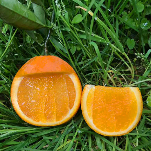 劲逮逮 秭归伦晚脐橙5斤/9斤彩箱装 （果经70mm-80mm） 宜昌 商品图1