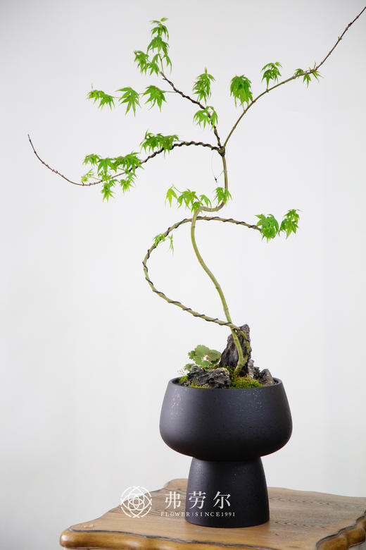 黑高脚盆-流泉枫 商品图0