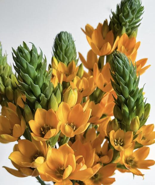 圣心百合  橙色   5枝/扎 商品图2