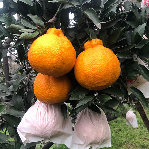 包邮【厂商直发】四川浦江有机不知火丑橘 中大果5斤/8斤 甜蜜多汁 商品图3