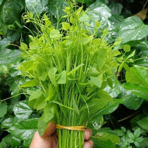 龙须菜 250g/500g 商品图0