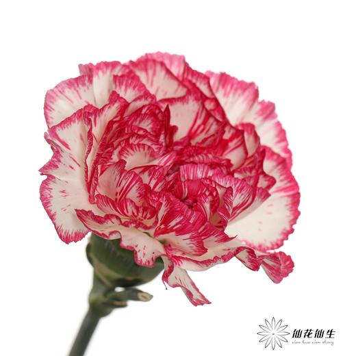 单头康乃馨 | 小白兔 商品图3