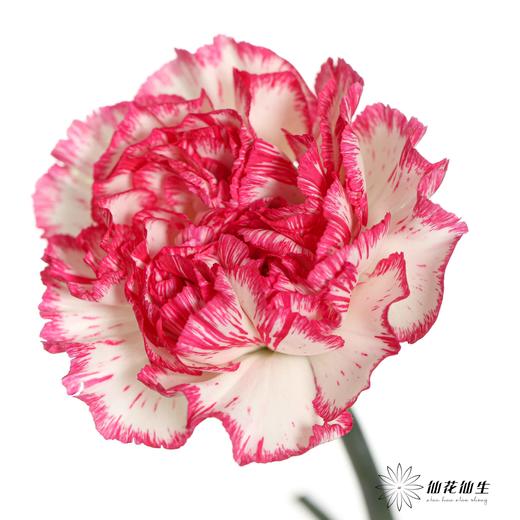 单头康乃馨 | 小白兔 商品图2