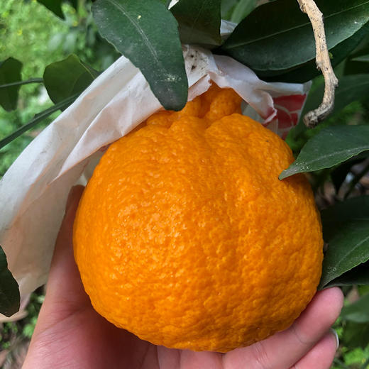 包邮【厂商直发】四川浦江有机不知火丑橘 中大果5斤/8斤 甜蜜多汁 商品图7