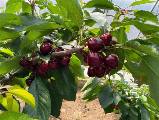 【现摘现发】当季2026大连树熟（美早）樱桃 新鲜 健康 多汁 顺丰空运 商品图2