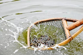 【社区团购】芙蓉螺蛳1000g/包