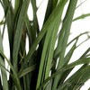 叶材 | 春兰叶（轻微烧尖，尖尖有受损此类情况不售后，介者慎拍） 商品缩略图1
